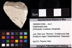 Foto (Objket + Etiketten) von Galatheoidea indet. 